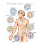 L’Endocrino-Psychologie : Une Nouvelle Vision des Liens Entre Hormones et Psychisme
